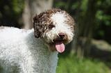LAGOTTO 021